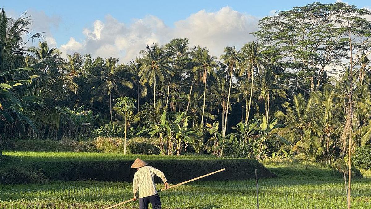 La masiva llegada de turistas a Bali seca sus acuíferos históricos y ahoga a los agricultores locales