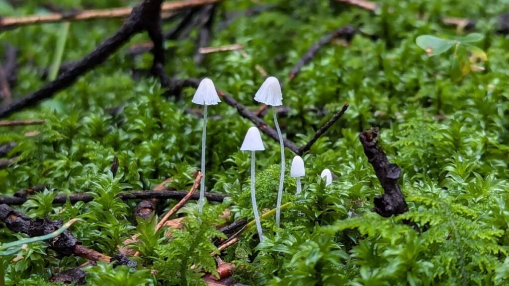 Llega a la capital el Biofunga Fest 2026 para celebrar la ciencia y cultura del reino fungi