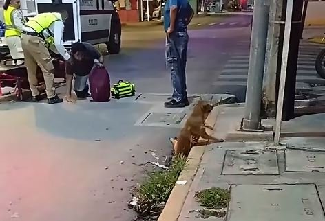 motociclista atropella a canino y huye del lugar dejándolo agonizando en plena vía pública