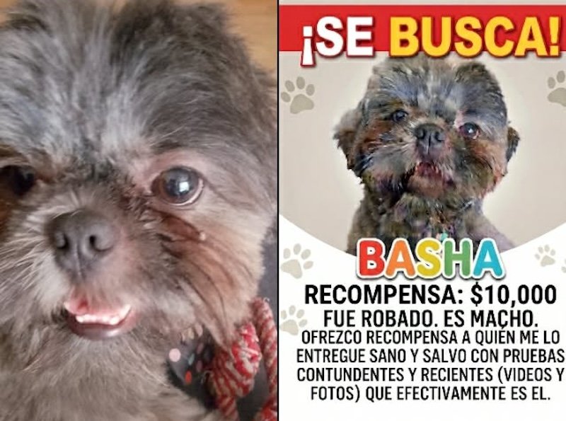 Ofrecen recompensa tras el robo de un perro de raza en concurrido centro de abastos