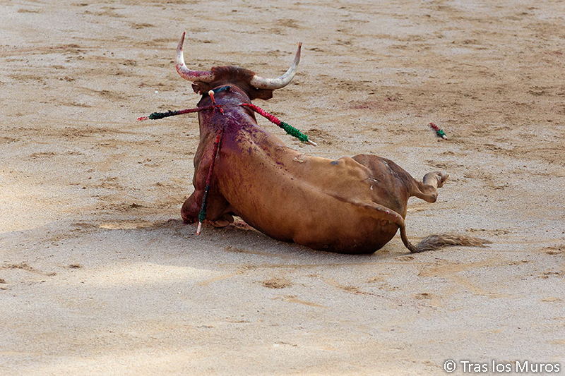 Poder judicial en yucatán prohíbe el maltrato físico a los toros en espectáculos taurinos