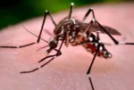 Por qué los insectos y plagas superan a los grandes depredadores como los animales más peligrosos