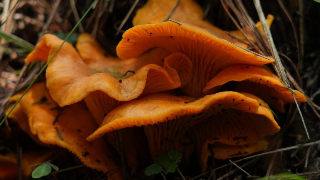 Temporada de hongos en los bosques capitalinos: guía para identificar especies y disfrutar el fenómeno natural
