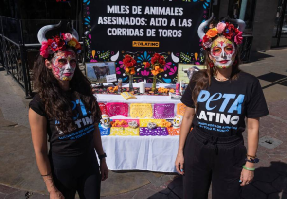 Tijuana prohíbe oficialmente las corridas de toros y se consolida como referente en bienestar animal
