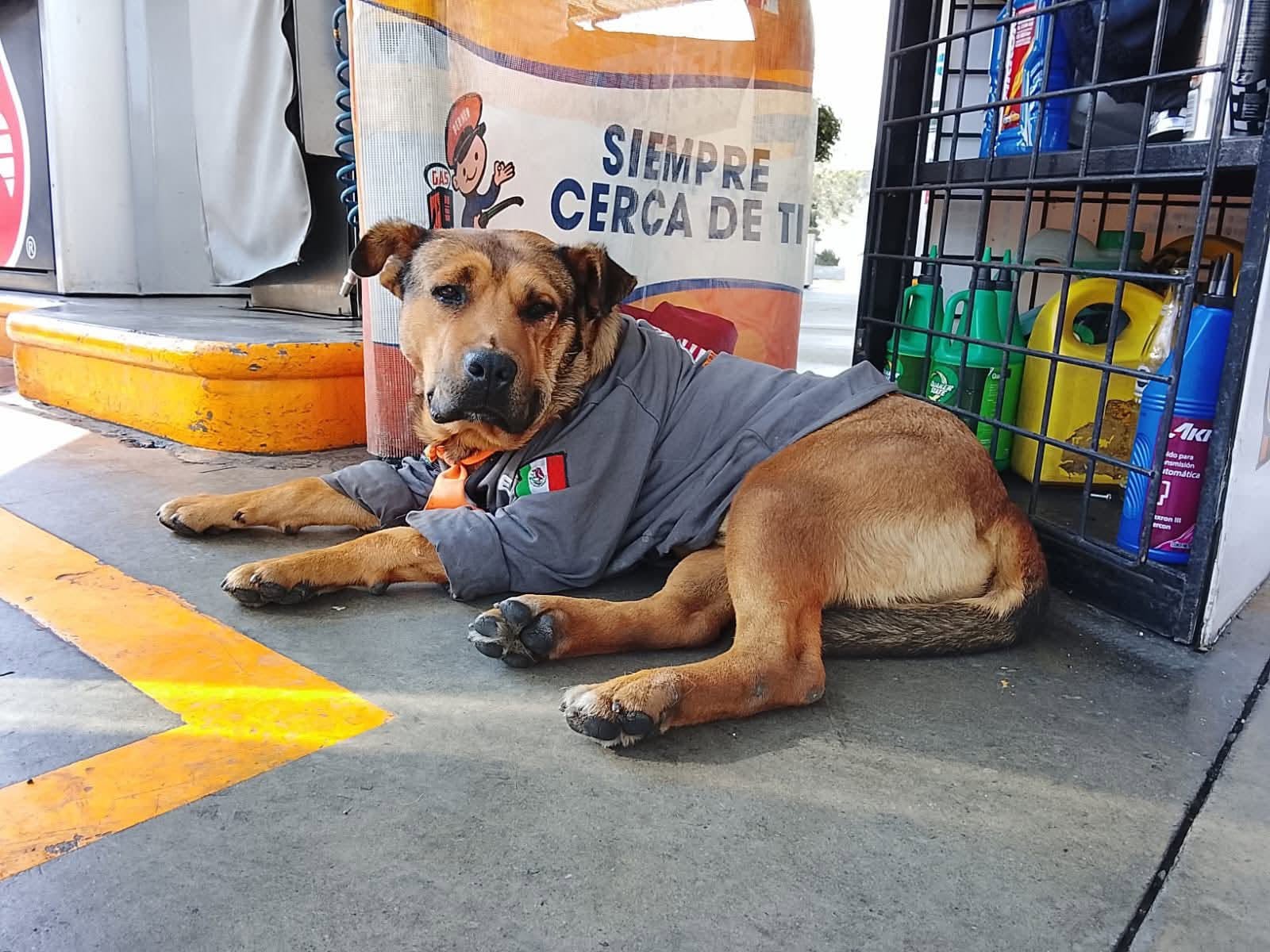 Tragedia en Toluca: muere ‘Solovino’, el canino comunitario de una estación de servicio