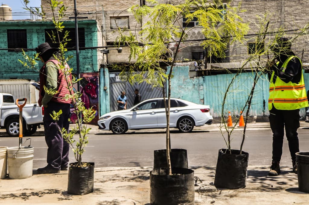 Un millón de nuevos árboles transformarán el paisaje urbano de la Ciudad de México hacia 2030