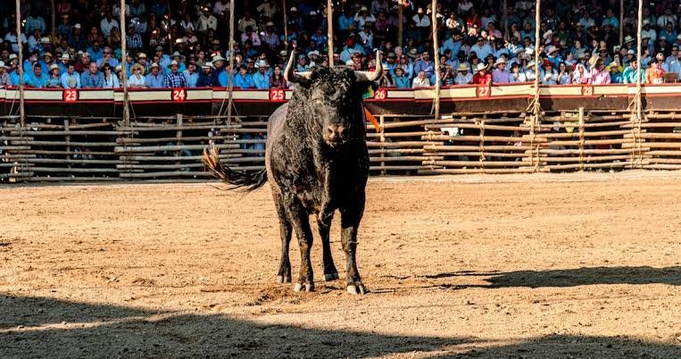 Activistas de derechos animales sufren intimidación y acoso tras frenar corridas en tribunales