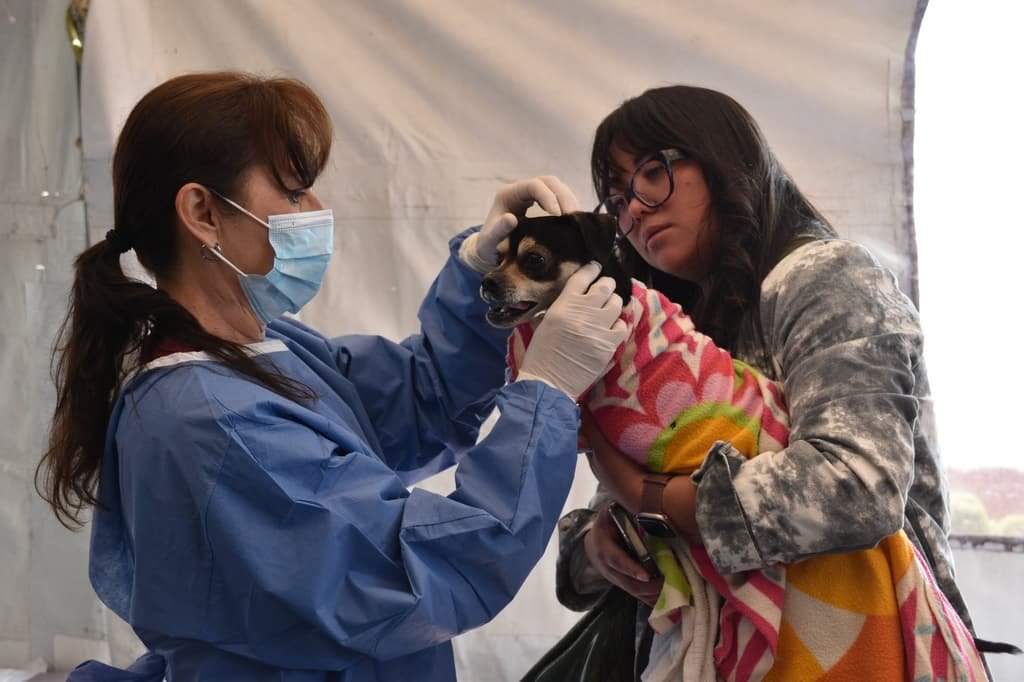 Anuncian jornada masiva y gratuita de esterilización para perros y gatos en municipios del Estado de México
