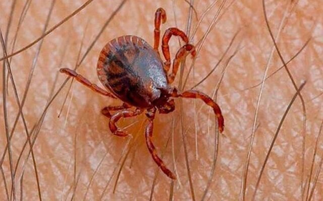 Aumentan contagios y muertes por rickettsiosis en el estado durante el presente año