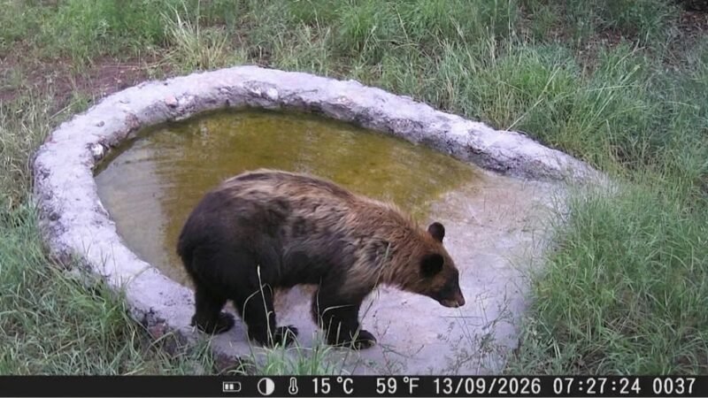 Cámaras de vigilancia capturan a un oso negro en la Reserva de la Biósfera de Janos