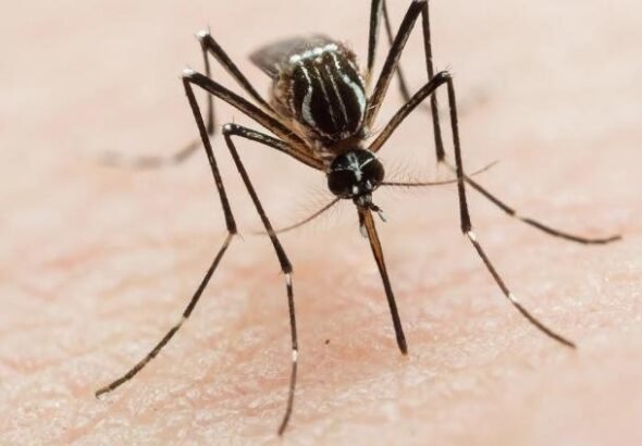 Desplegan operativo sanitario en la Sierra Tarahumara tras detectar probables contagios de dengue