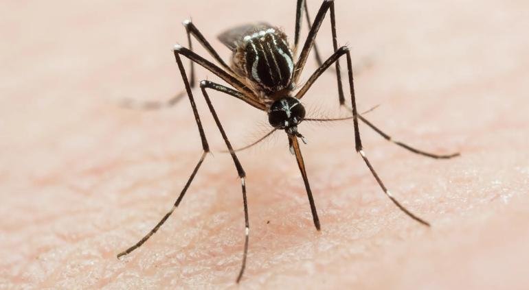 Desplegan operativo sanitario en la Sierra Tarahumara tras detectar probables contagios de dengue