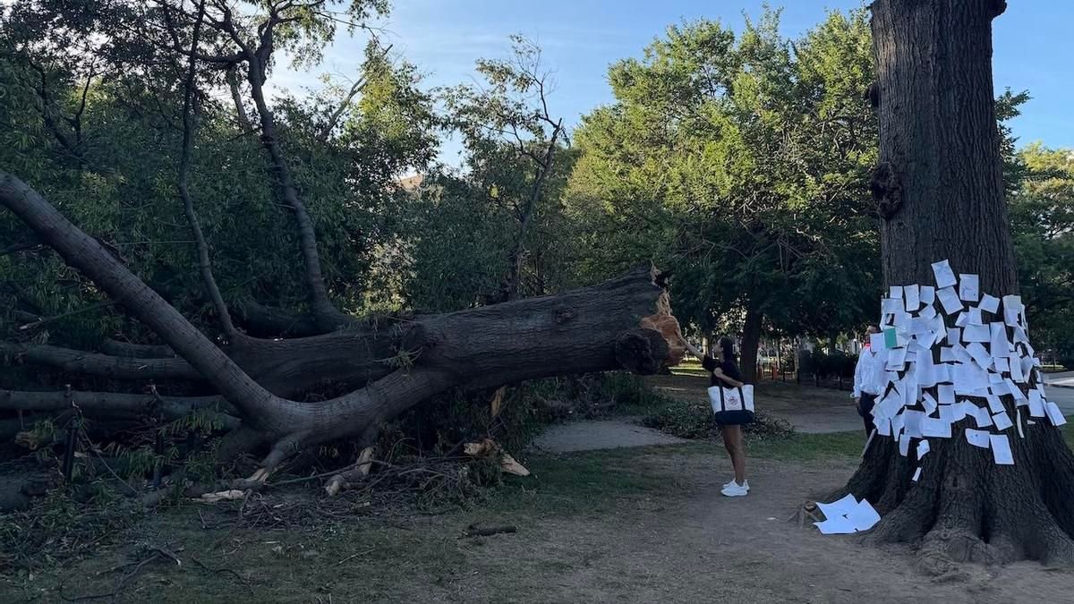 El dolor por un árbol caído en Washington contrasta con la profunda desprotección social en Estados Unidos