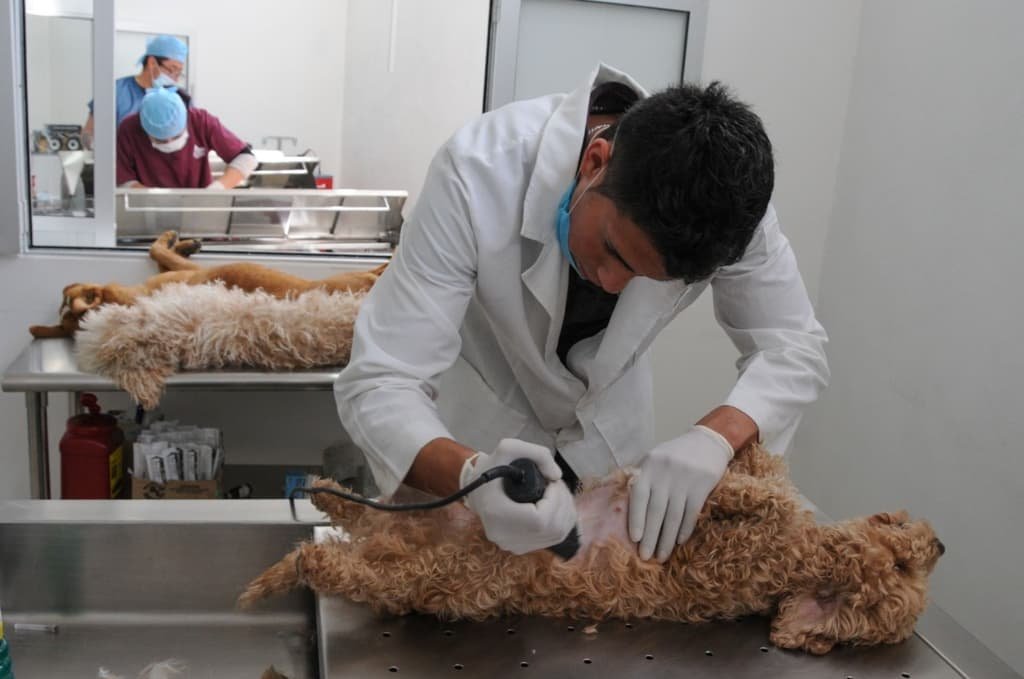 Gobierno mexiquense anuncia jornada de esterilización gratuita para mil perros y gatos en Nezahualcóyotl