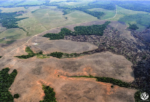 Greenpeace urge detener la tala desmedida y asegurar controles en las cadenas productivas para salvar la Amazonía