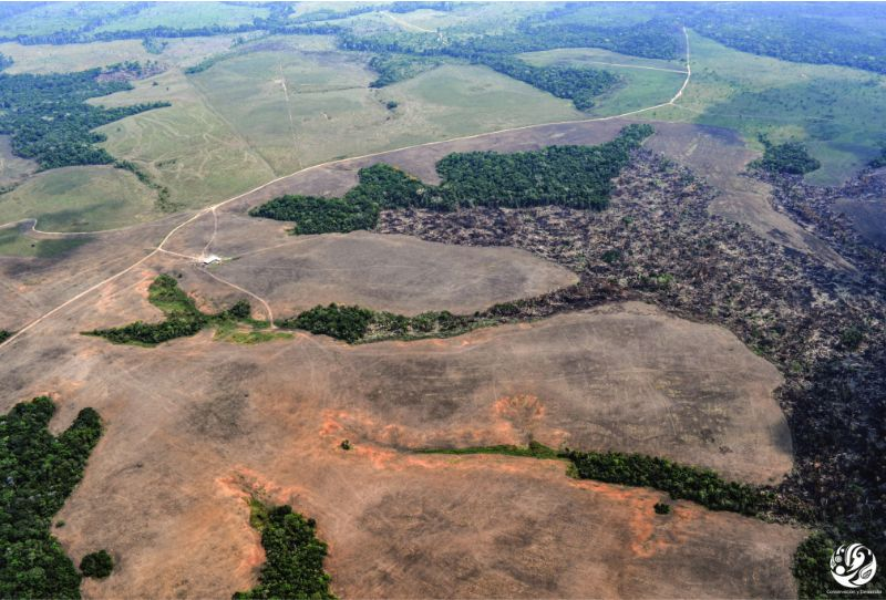 Greenpeace urge detener la tala desmedida y asegurar controles en las cadenas productivas para salvar la Amazonía