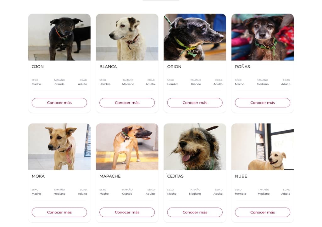 Guía definitiva para adoptar un perro en la CDMX mediante la plataforma oficial del gobierno