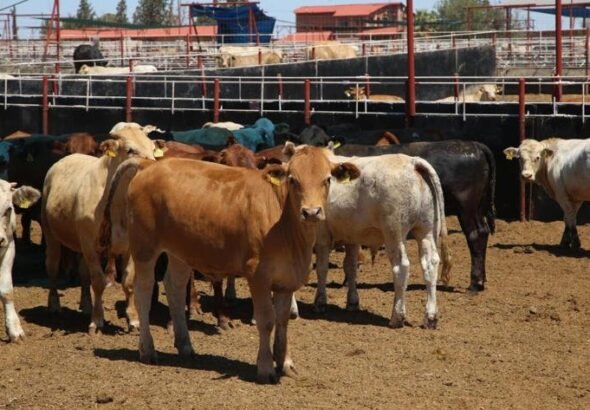 Impulsan iniciativa para nombrar patrimonio de Chihuahua al ganado criollo serrano