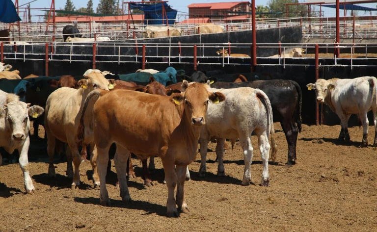 Impulsan iniciativa para nombrar patrimonio de Chihuahua al ganado criollo serrano