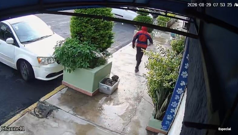 Indignación en Gustavo A. Madero: hombre disfrazado de Spider-Man abandona a seis cachorros