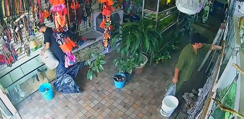 Indignación en Toluca por el hurto de un ejemplar exótico oculto entre las prendas