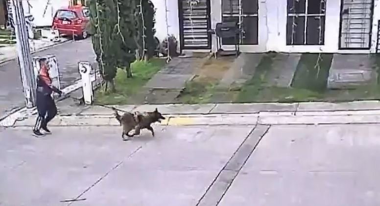 Investigan a funcionario del IMSS en Michoacán tras capturar a su mascota hostigando animales comunitarios