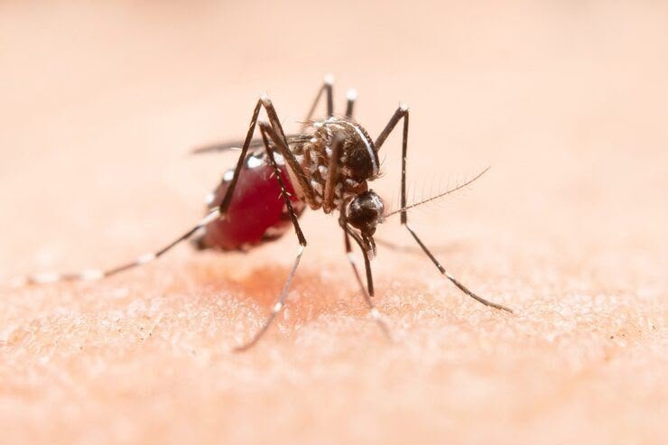Llaman autoridades sanitarias a intensificar la limpieza en hogares para frenar el avance del dengue