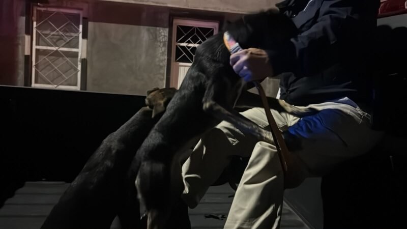 Operativo de rescate animal en Parral salva a dos perros en situación crítica de abandono