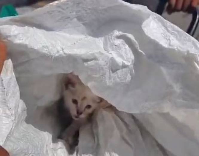 Rescatan a un felino que iba a ser abandonado en un basurero dentro de un costal en Guerrero