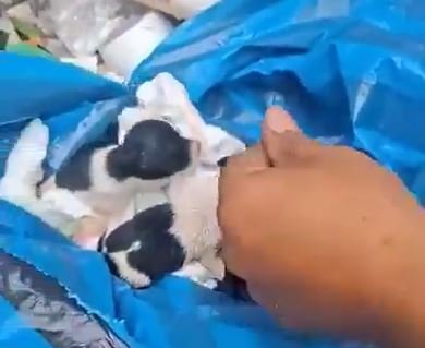 Trabajadores de limpieza salvan a tres cachorros recién nacidos arrojados a un camión recolector en Guerrero