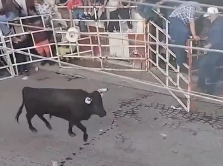 Tragedia en Guanajuato: hombre de 53 años fallece tras ser embestido por un toro en la Tarimorada