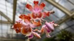 Vuelve la Carrera del Bosque 2026: recorre Chapultepec bajo las estrellas para rescatar el orquideario