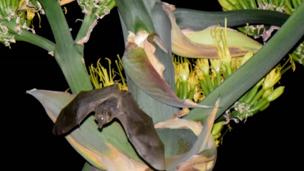 Actividades nocturnas y campamentos sobre la vida silvestre inician en octubre dentro de la capital mexicana