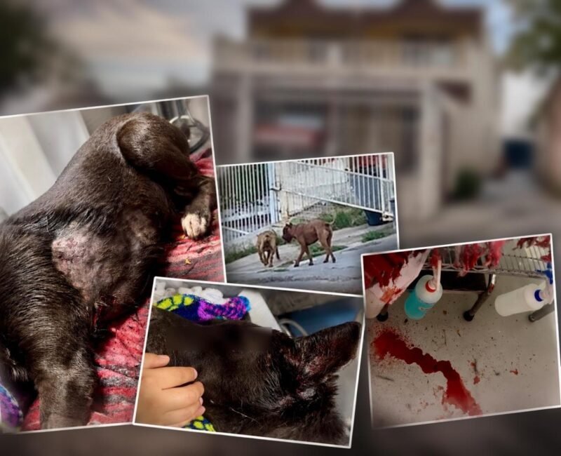 Alarma en la colonia San Rafael por jauría de pitbulls que ya ha provocado múltiples ataques