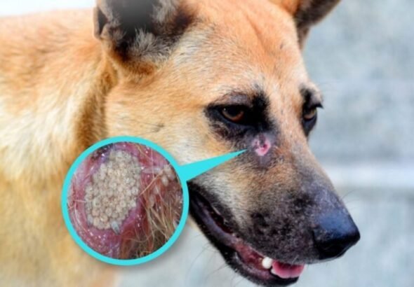 Alerta en chihuahua por la detección de dieciocho casos de gusano barrenador en el sector canino