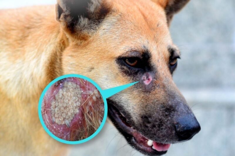 Alerta en chihuahua por la detección de dieciocho casos de gusano barrenador en el sector canino