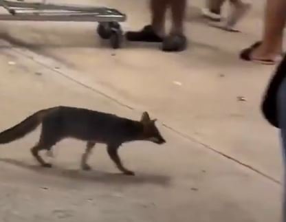 Aparición de un ejemplar de zorra gris en estacionamiento comercial genera protocolo de prevención