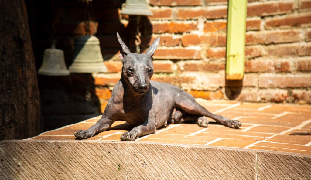 Arte, música y una caminata conmemorativa protagonizan el Primer Festival del Perro Xoloitzcuintle en la Ciudad de México