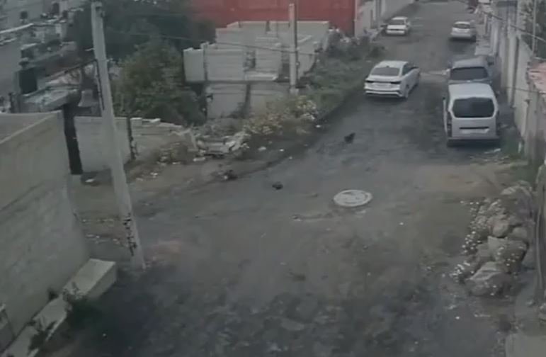 Buscan a automovilista que embistió deliberadamente a cachorros recién nacidos en calles de Pachuca