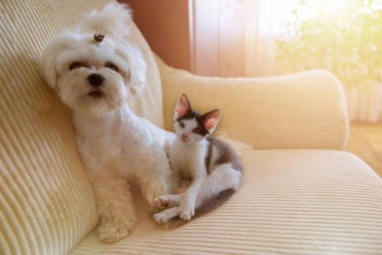 China implementa severas sanciones y exige registro obligatorio para la crianza de perros y gatos