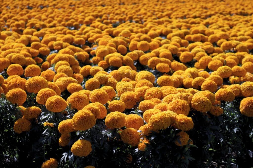Diez millones de flores de cempasúchil transforman las chinampas de Xochimilco para el Día de Muertos