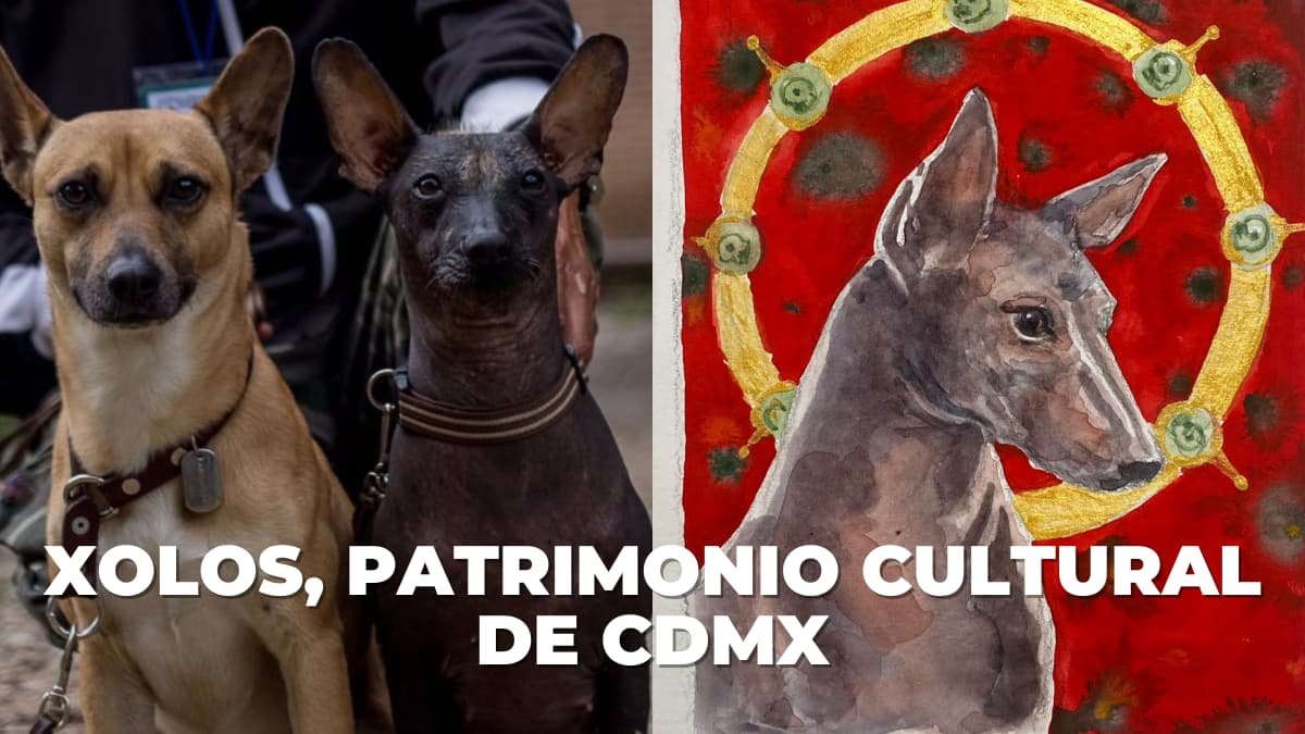 El perro xoloitzcuintle es declarado oficialmente patrimonio cultural inmaterial de la capital mexicana