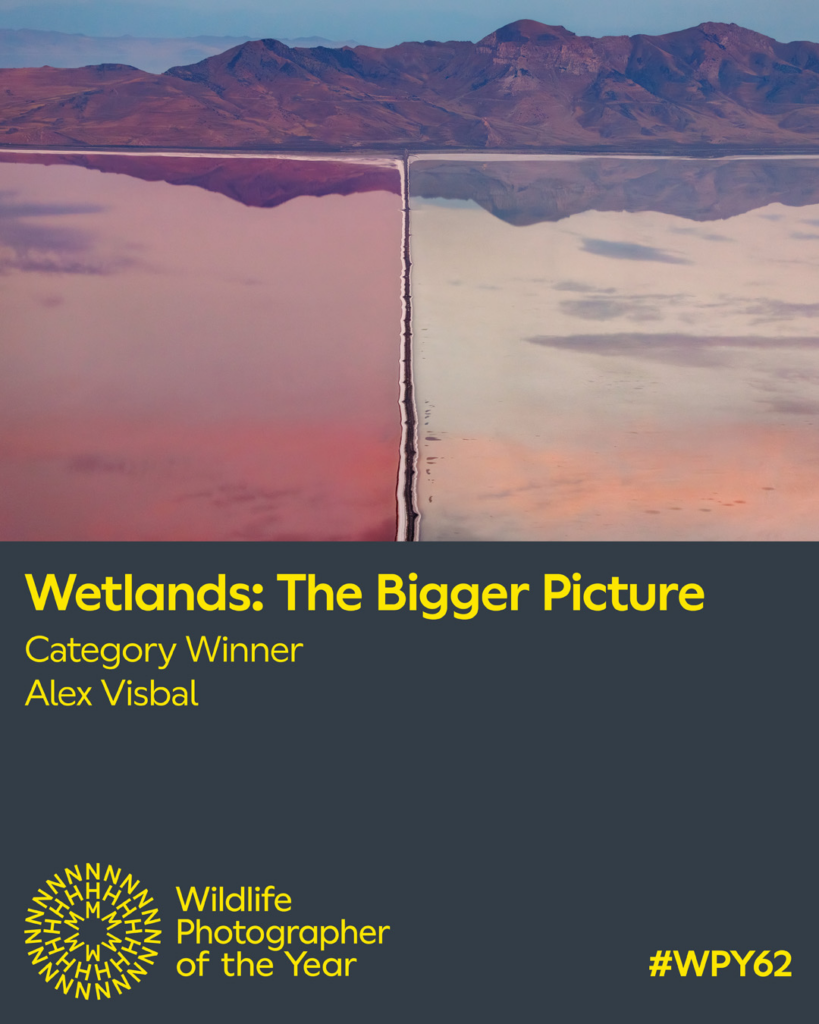 Fotógrafo colombiano Alex Visbal conquista galardón internacional en el Wildlife Photographer 2026