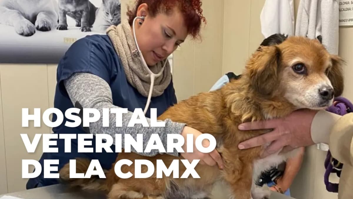 Guía completa del Hospital Veterinario de la CDMX: servicios, ubicación y costos accesibles