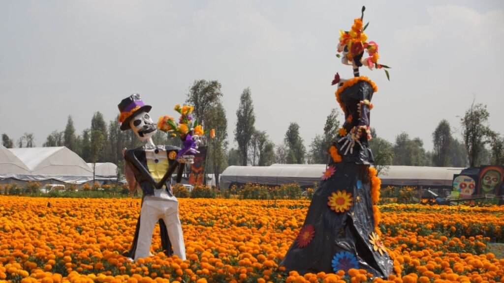 Guía completa para adquirir flor de cempasúchil en la Ciudad de México este 2026