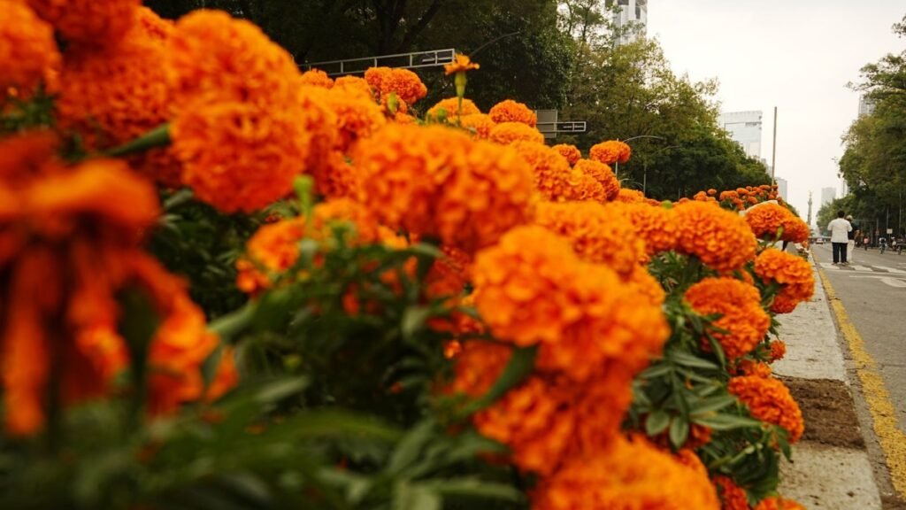 Guía completa para recorrer los campos de cempasúchil y disfrutar del Día de Muertos en la capital