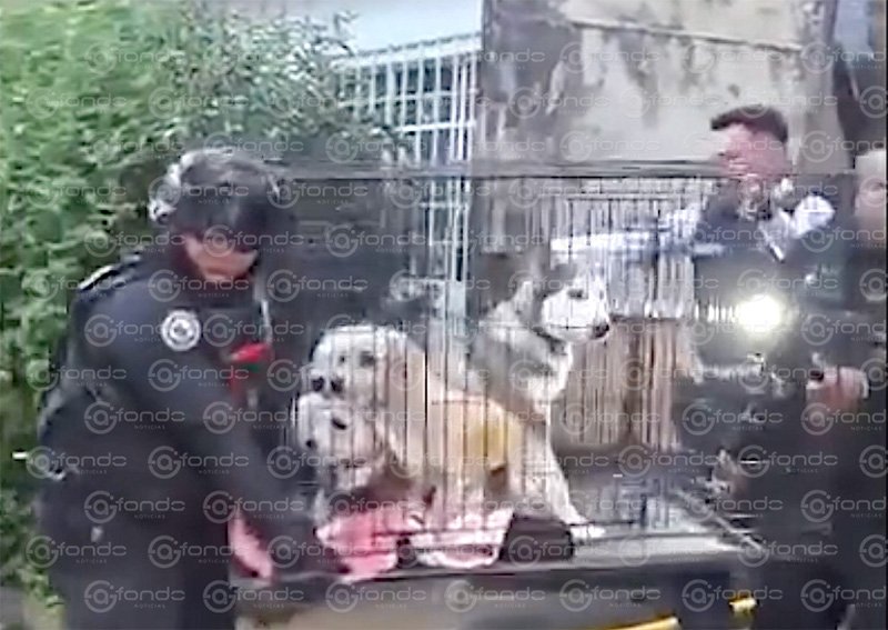 Heroico rescate: policías y bomberos salvan a dos personas y cuatro cachorros de un incendio en Nezahualcóyotl