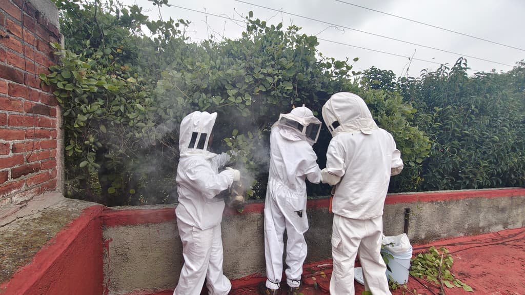 Hospital de Abejas de CDMX: conoce a los rescatistas que salvan colmenas