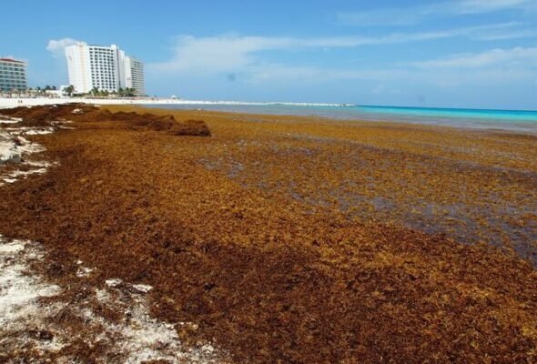 Impacto del sargazo deja pérdidas multimillonarias y frena la economía turística en Quintana Roo