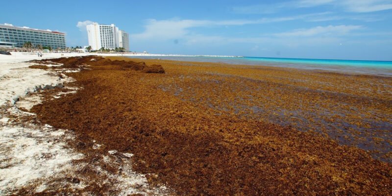 Impacto del sargazo deja pérdidas multimillonarias y frena la economía turística en Quintana Roo